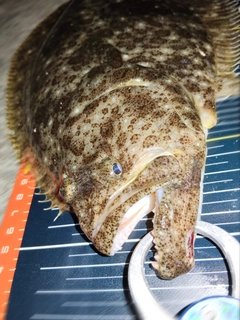 ソゲの釣果