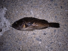 ソイの釣果
