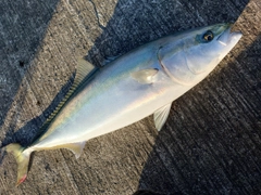 ブリの釣果
