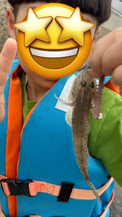 マハゼの釣果