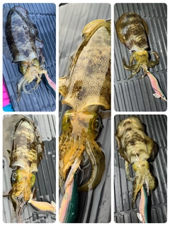 アオリイカの釣果