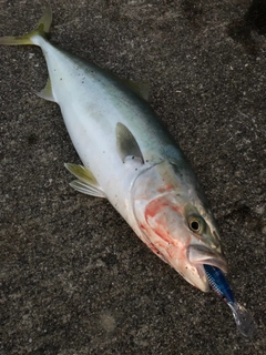 ワラサの釣果