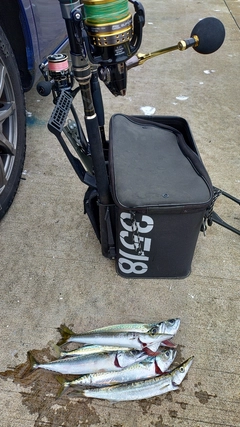 サバの釣果