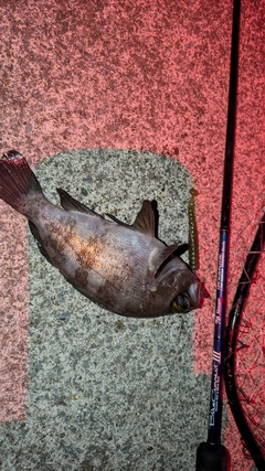 シロメバルの釣果