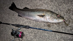 スズキの釣果