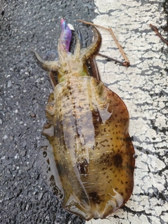 イカの釣果