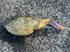 モンゴウイカの釣果