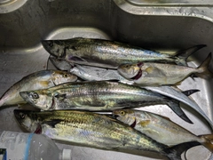 サゴシの釣果