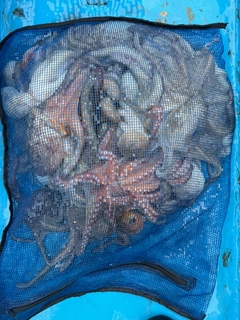 マダコの釣果