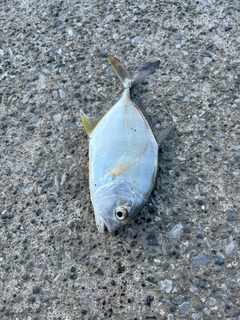 メッキの釣果