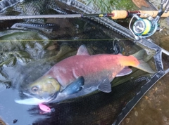 ヒメマスの釣果