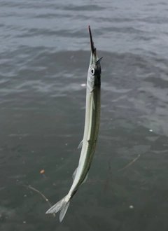 サヨリの釣果