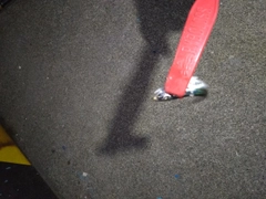 イワシの釣果