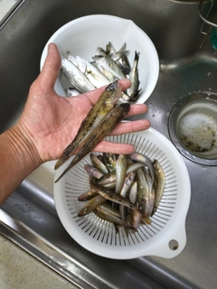セイゴ（マルスズキ）の釣果
