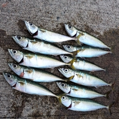 サバの釣果