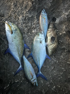 カスミアジの釣果