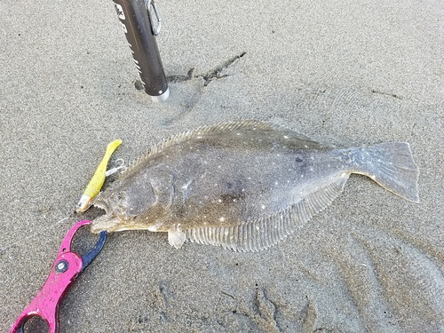 ヒラメの釣果