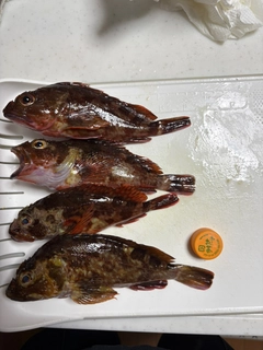 カサゴの釣果