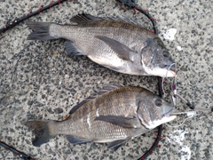 クロダイの釣果