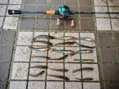マハゼの釣果