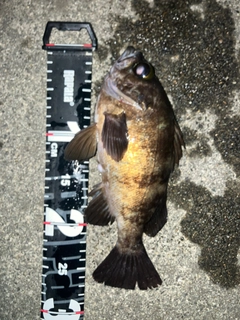 メバルの釣果