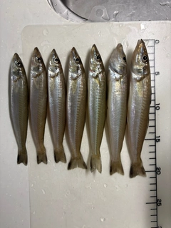 シロギスの釣果
