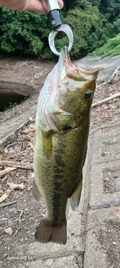 ブラックバスの釣果