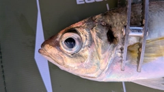 マアジの釣果