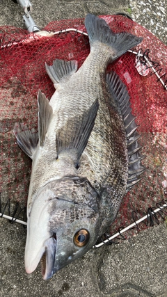 チヌの釣果