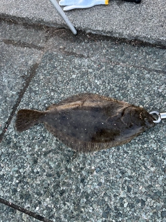 ヒラメの釣果