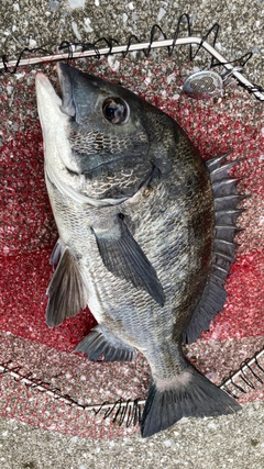 チヌの釣果