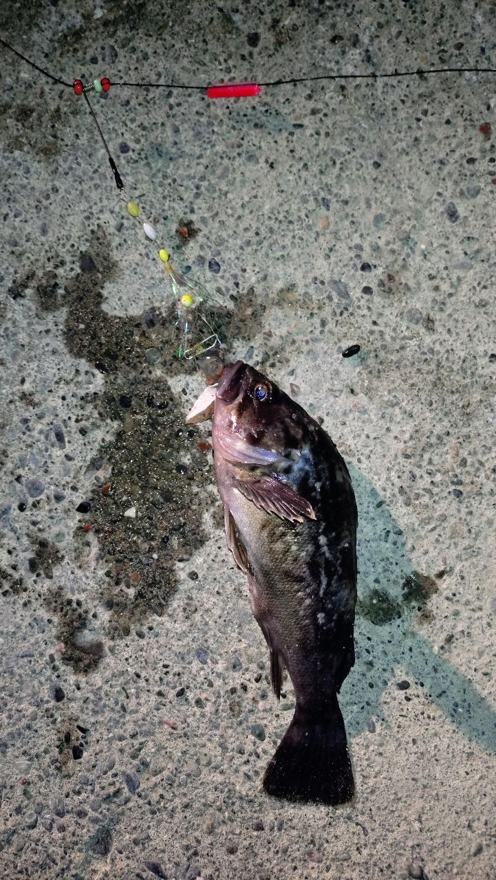 浦島太郎　魚釣り キンカレイ【浦島太郎伝説】さんの2026年10月04日(日)の釣行(北海道