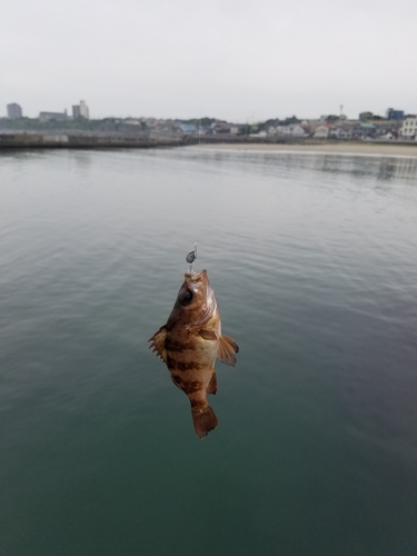 アカメバルの釣果