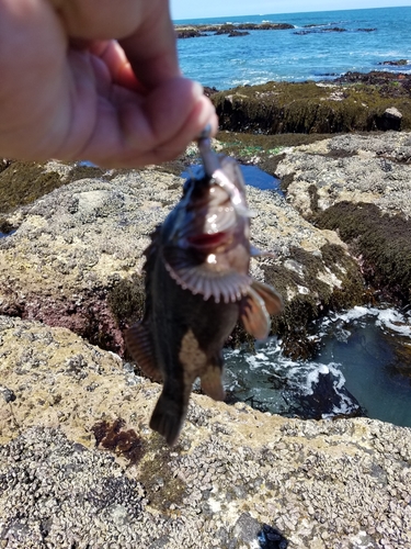 ムラソイの釣果