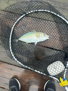 シマアジの釣果