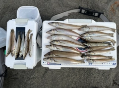 シロギスの釣果