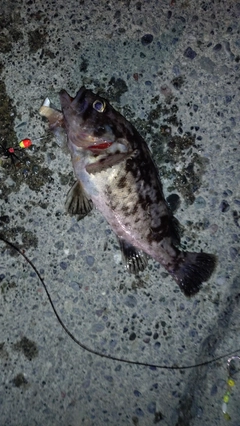 クロソイの釣果
