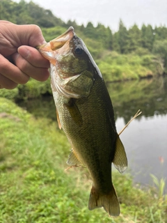 ラージマウスバスの釣果
