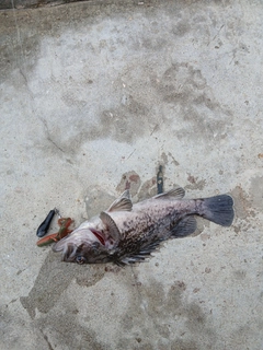 クロソイの釣果