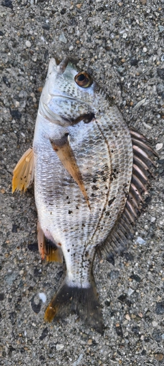 キチヌの釣果