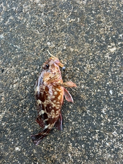カサゴの釣果