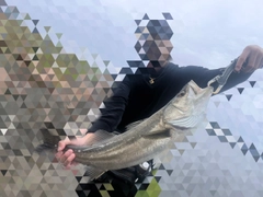 スズキの釣果