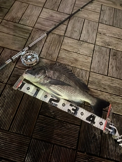 チヌの釣果