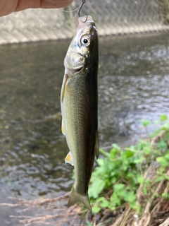 オイカワの釣果