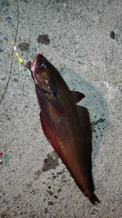 チゴダラの釣果