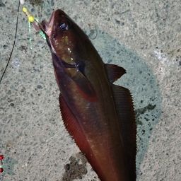 キンカレイ【浦島太郎伝説】さんの2026年10月04日(日)の釣行(北海道