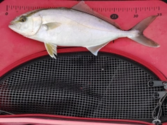 ショゴの釣果