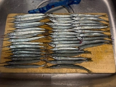 サヨリの釣果