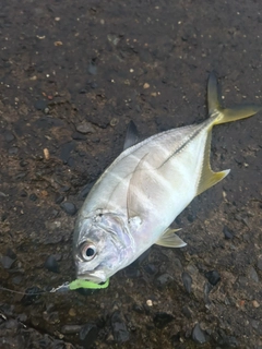 メッキの釣果