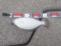 ヒラメの釣果